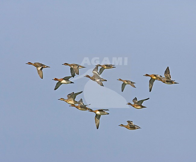 Eurasian Wigeon a group in flight; Smient een groep vliegend stock-image by Agami/Markus Varesvuo,