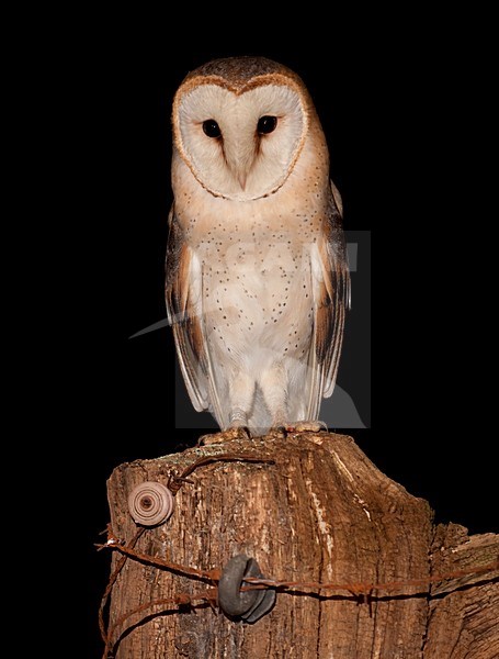 Kerkuil zittend op een plae Barn Owl perched on a pole stock-image by Agami/Han Bouwmeester,