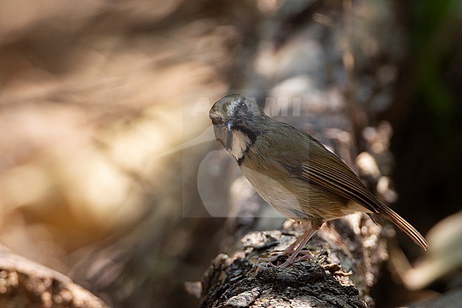 White-gorgeted Flycatcher (Anthipes monileger) at Doi Lang, Thailand stock-image by Agami/Helge Sorensen,