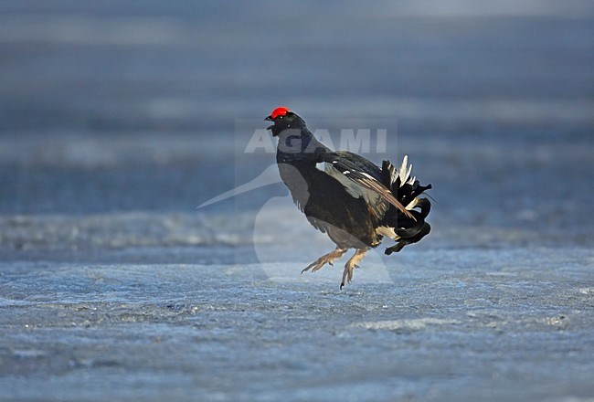 Black Grouse male; Korhoen man stock-image by Agami/Markus Varesvuo,