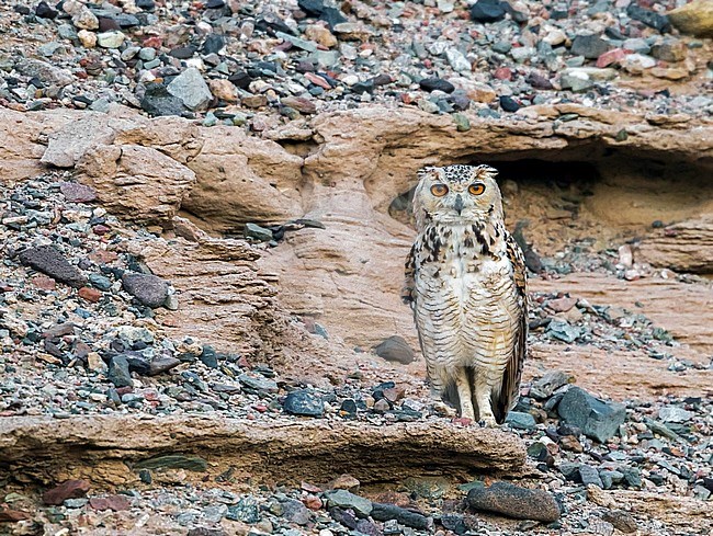 Second individual seen near Al Qusair in a small wadi close to the sea. stock-image by Agami/Vincent Legrand,