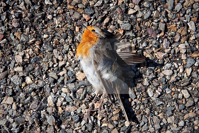 Doodgereden Roodborst; European Robin roadkill stock-image by Agami/Marten van Dijl,