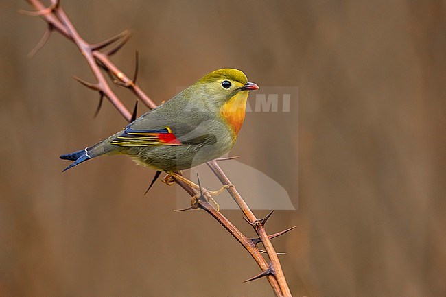 Introduced Red-billed Leiothrix (Leiothrix lutea) in Italy. stock-image by Agami/Daniele Occhiato,