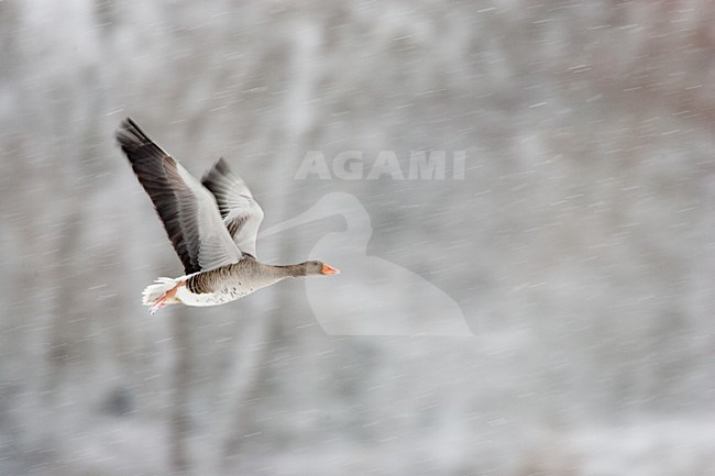 Grauwe Ganzen in een sneeuwbui; Greylag Geese in snow blizzard stock-image by Agami/Menno van Duijn,