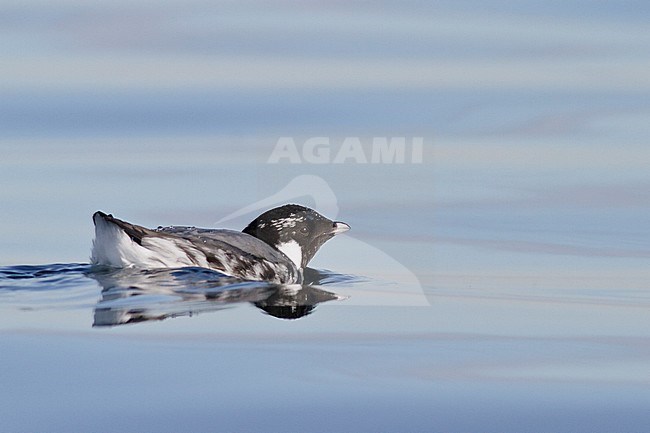 Ancient Murrelet (Synthliboramphus antiquus) swimming on the ocean near Victoria, BC, Canada. stock-image by Agami/Glenn Bartley,