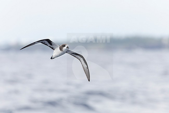 Bermuda Petrel, Pterodroma cahow, off the coast near the colony on Nonsuch island, Bermuda. Bird in flight. stock-image by Agami/Marc Guyt,