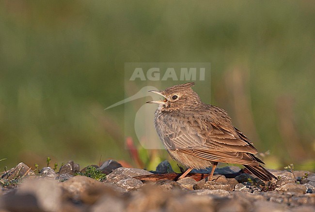 Crested Lark - Haubenlerche - Galerida cristata ssp. cristata, Germany, adult stock-image by Agami/Ralph Martin,