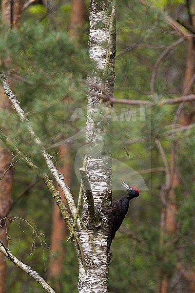 Black Woodpecker - Schwarzspecht - Dendrocopus martius ssp. martius, Poland, adult male stock-image by Agami/Ralph Martin,