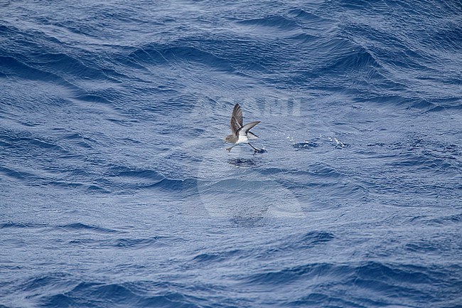 Grey-backed Storm Petrel (Garrodia nereis) in flight over the pacific ocean of subantarctic New Zealand. Foraging on the ocean surface. stock-image by Agami/Marc Guyt,