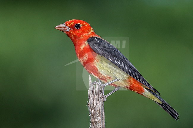 Volwassen mannetje Zwartvleugeltangare, Adult male Scarlet Tanager stock-image by Agami/Brian E Small,