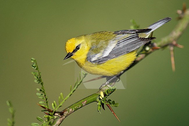 Adult male
Galveston Co., TX
April 2005 stock-image by Agami/Brian E Small,