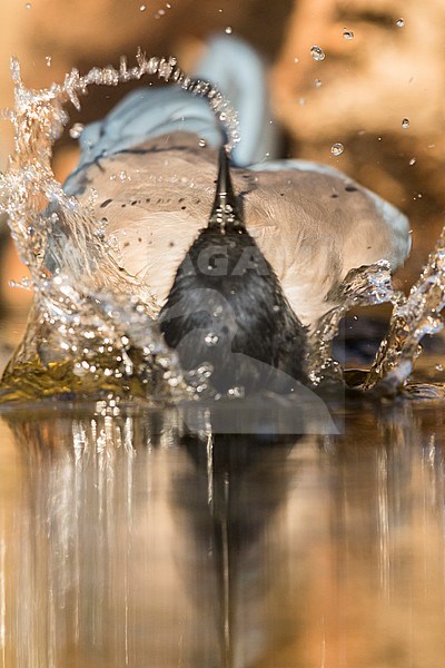 Bathing Iberian Magpie stock-image by Agami/Oscar Díez,