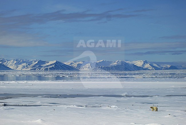 IJsbeer, Spitsbergen; Polar Bear, Svalbard stock-image by Agami/Marc Guyt,