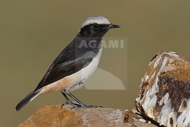 Mannetje Arabische Tapuit; Male South Arabian Wheatear stock-image by Agami/Daniele Occhiato,