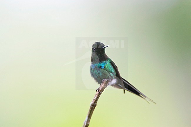 Groene Draadkolibrie zittend op takje; Green Thorntail perched on a twig stock-image by Agami/Marc Guyt,