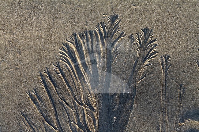 Patterns in the sand on a beach on the German Wadden Island Süderoogsand, Germany. stock-image by Agami/Ralph Martin,