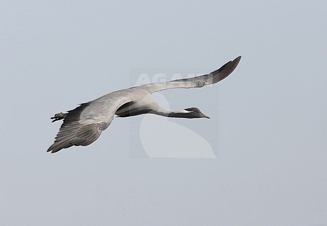 Demoiselle Crane flying; Jufferkraan vliegend stock-image by Agami/Jari Peltomäki,