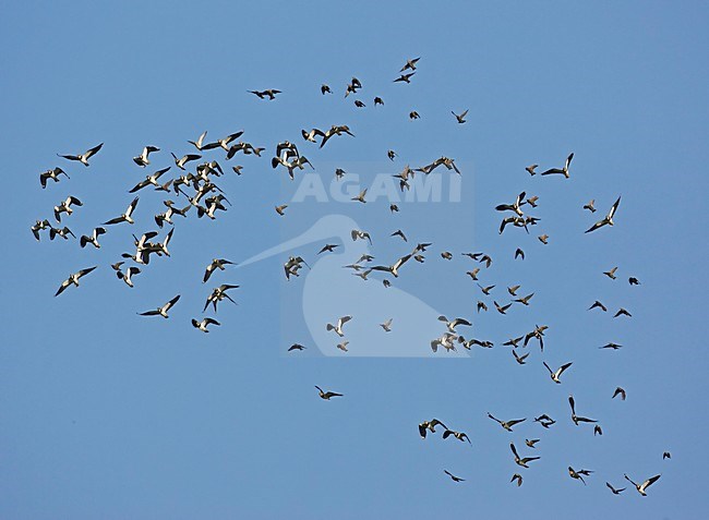 Grote groep Kieviten op trek; Large flock of Northern Lapwings on migration stock-image by Agami/Markus Varesvuo,