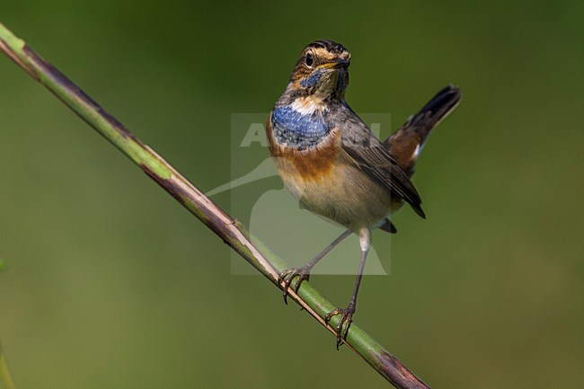 Blauwborst in winterkleed, White-spotted Bluethroat in winterplumage stock-image by Agami/Daniele Occhiato,