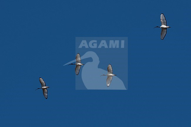 Sacred ibis, Threskiornis aethiopicus, in flight. Khwai Concession, Okavango Delta, Botswana stock-image by Agami/Sergio Pitamitz,