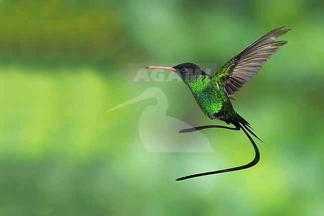 Red-billed Streamertail (Trochilus polytmus) a common and widespread endemic hummingbird from Jamaica. It is the national bird of Jamaica stock-image by Agami/Dubi Shapiro,