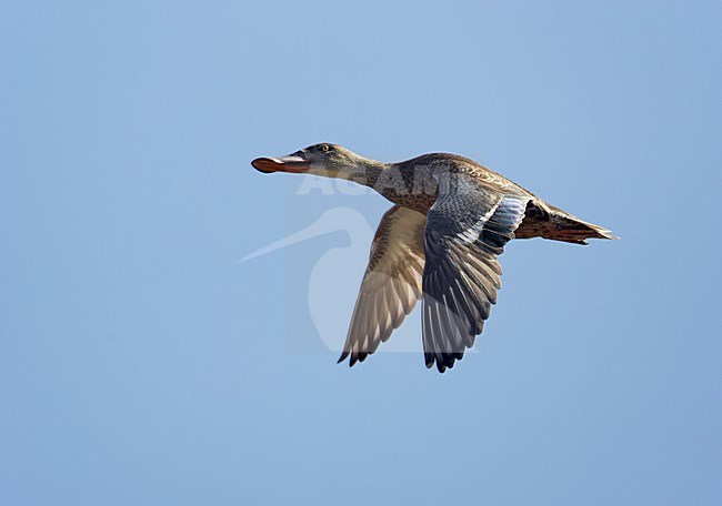 Vrouwtje Slobeend in de vlucht; Female Shoveler in flight stock-image by Agami/Markus Varesvuo,