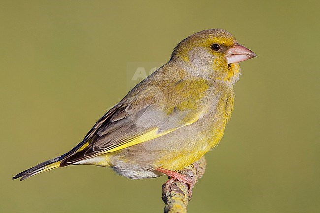 European Greenfinch, Male perched on a branch, Campania, Italy (Carduelis chloris) stock-image by Agami/Saverio Gatto,