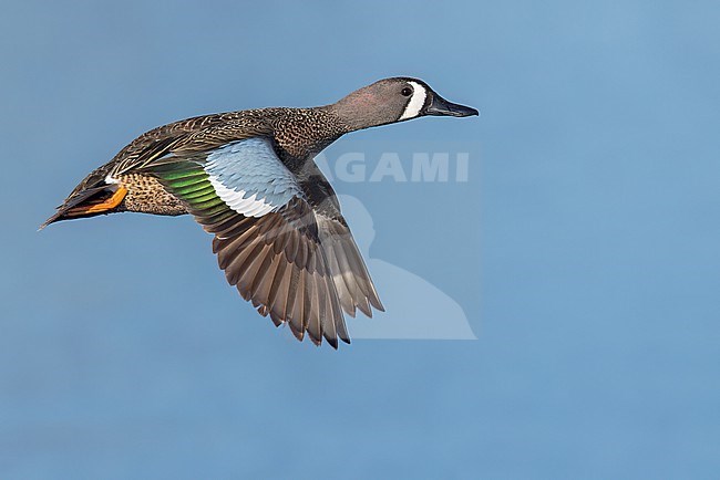 Adult male Blue-winged Teal (Anas discors) flying above pond in Manitoba, Canada. stock-image by Agami/Glenn Bartley,