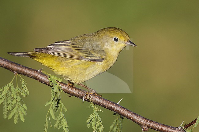 Adult female
Galveston Co., TX
May 2012 stock-image by Agami/Brian E Small,