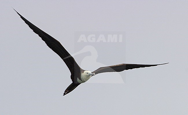 Amerikaanse Fregatvogel in vlucht; Magnificent Frigatebird (Fregata magnificens) in flight stock-image by Agami/Glenn Bartley,