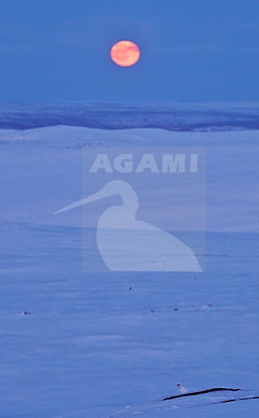 Alpensneeuwhoen in de sneeuw; Rock Ptarmigan in snow landscape with moon in background stock-image by Agami/Markus Varesvuo,