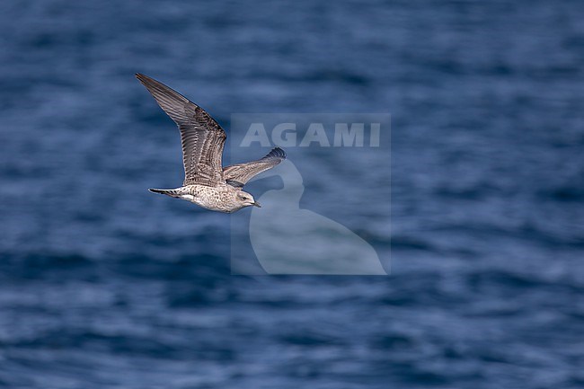 Juvenile Lesser black-backed gull (Larus fuscus), flying, with the sea as background. stock-image by Agami/Sylvain Reyt,