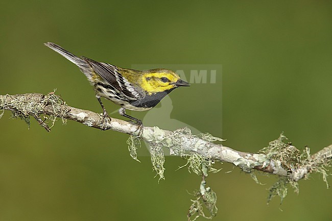 Adult male
Galveston Co., TX
April 2014 stock-image by Agami/Brian E Small,