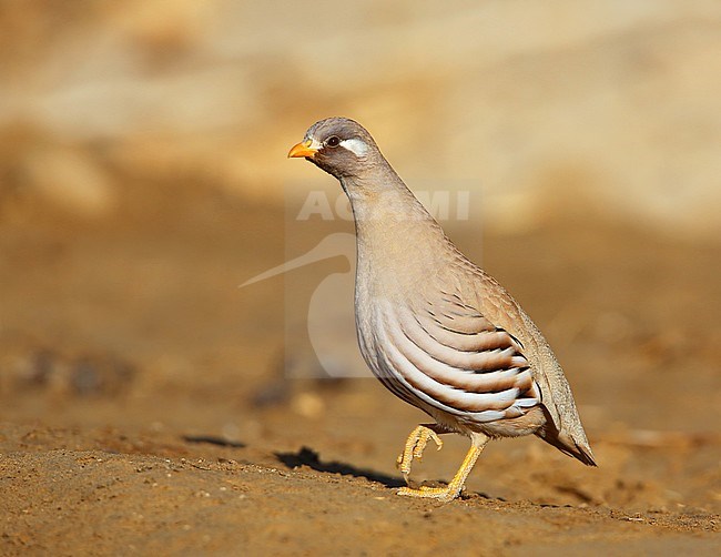 Sand Partridge (Ammoperdix heyi), male at Salalah, Oman. stock-image by Agami/Aurélien Audevard,