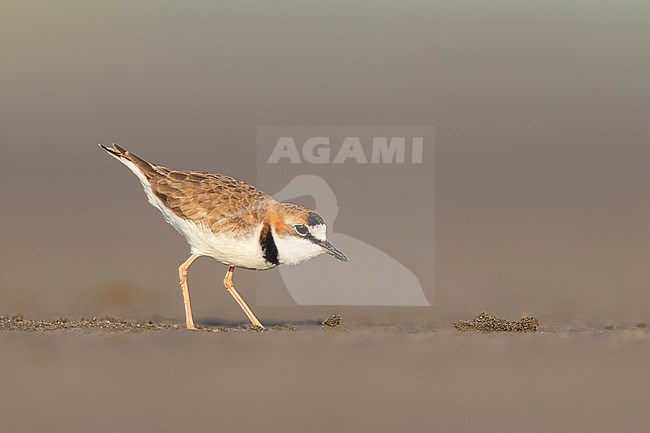 Collared Plover (Charadrius collaris) standing on a beach on an island in the Amazon river in Colombia. stock-image by Agami/Rafael Armada,