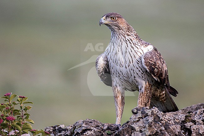 Adult Bonelli's eagle (Aquila fasciata) in Cordoba, Spain. Perched on a rock, showing breast, looking into the distance. stock-image by Agami/Oscar Díez,