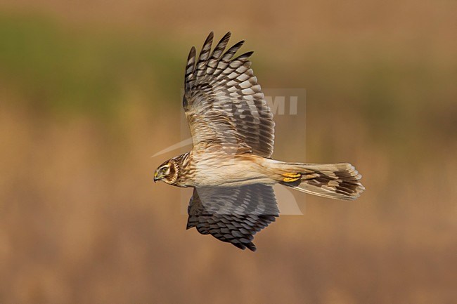 Blauwe Kiekendief vrouw in vlucht; Hen Harrier female in flight stock-image by Agami/Daniele Occhiato,