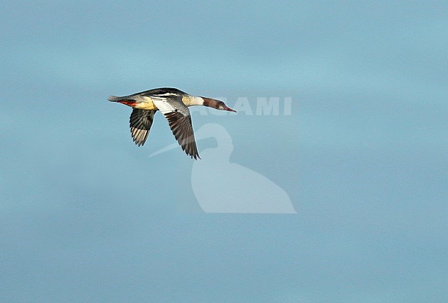 Goosander (Mergus merganser), first-winter male in flight, seen from the side, showing upper wing. stock-image by Agami/Fred Visscher,