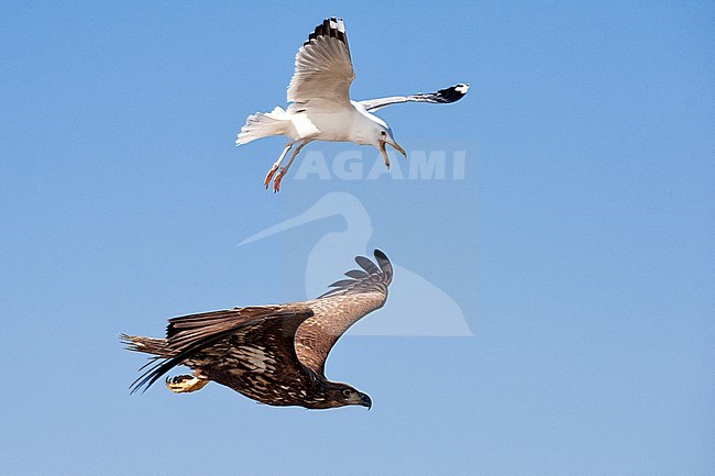 Caspian Gull, Larus cachinnans, White-tailed Eagle, Haliaeetus albicilla stock-image by Agami/Bence Mate,