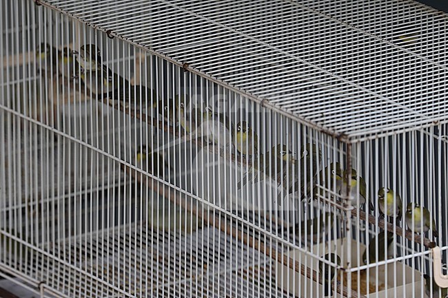 Pet bird shops full with illegal caught birds in Singapore. stock-image by Agami/James Eaton,