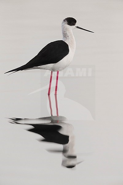 Steltkluut; Black-winged Stilt stock-image by Agami/Daniele Occhiato,