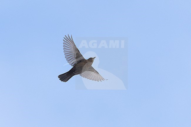 Adult female Common Blackbird (Turdus merula) in flight at Rudersdal, Denmark stock-image by Agami/Helge Sorensen,