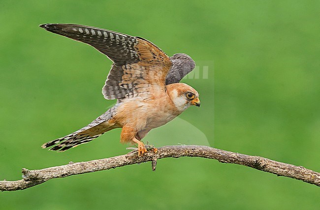 Adult female Red-footed Falcon (Falco vespertinus) stock-image by Agami/Alain Ghignone,