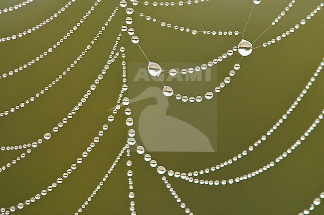 Close up of dew drops in spider web stock-image by Agami/Caroline Piek,