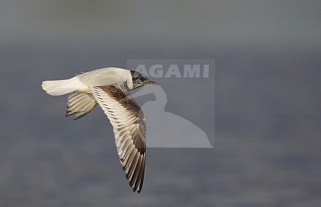 Onvolwassen Dwergmeeuw in de vlucht; Immature Little Gull in flight stock-image by Agami/Markus Varesvuo,