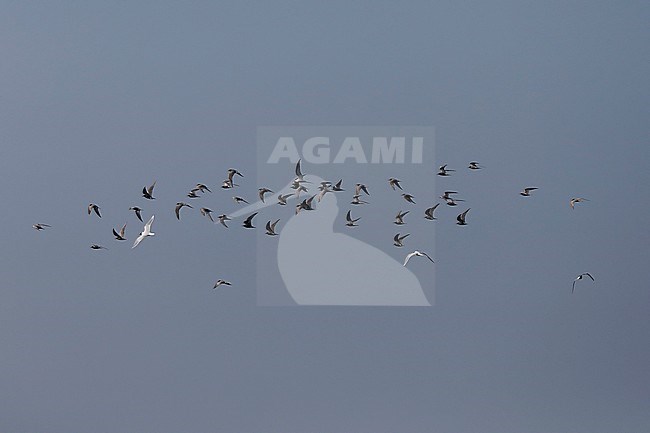 Zwarte stern; Black Tern; stock-image by Agami/Chris van Rijswijk,