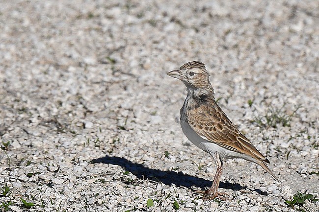 Stark's Lark (Spizocorys starki) standing in an arid desert in Namibia. Also known as Stark's Short-toed Lark. stock-image by Agami/Laurens Steijn,