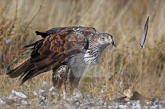 Havikarend, Bonelli's Eagle (Hieraetus fasciatus) Spain March 2009 stock-image by Agami/Markus Varesvuo,