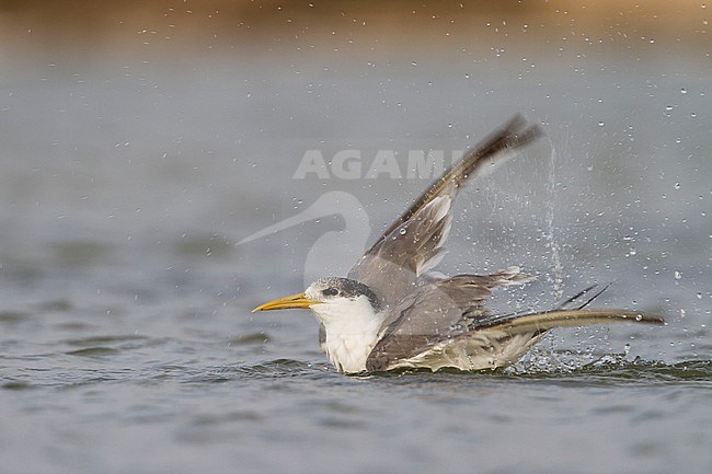 Greater Crested Tern - Eilseeschwalbe - Thalasseus bergii velox, Oman, adult stock-image by Agami/Ralph Martin,