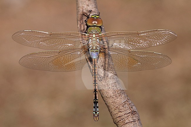 Teneral male Vagrant Emperor (Anax ephippiger) perched on a stick and ready for his first maiden flight in the Netherlands. stock-image by Agami/Fazal Sardar,